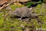 House Shrew (Crocidura russula)