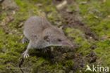 House Shrew (Crocidura russula)