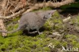 House Shrew (Crocidura russula)