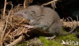 Huisspitsmuis (Crocidura russula)