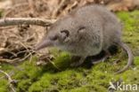 House Shrew (Crocidura russula)