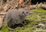 House Shrew (Crocidura russula)