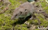 Huisspitsmuis (Crocidura russula)