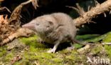 House Shrew (Crocidura russula)