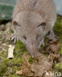 House Shrew (Crocidura russula)