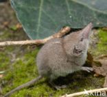 House Shrew (Crocidura russula)