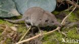 Huisspitsmuis (Crocidura russula)