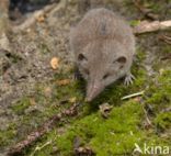 House Shrew (Crocidura russula)