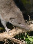 Huisspitsmuis (Crocidura russula)