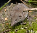 Huisspitsmuis (Crocidura russula)