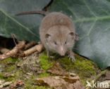 Huisspitsmuis (Crocidura russula)