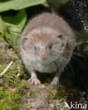 Huisspitsmuis (Crocidura russula)