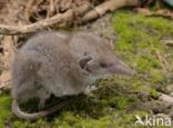 Huisspitsmuis (Crocidura russula)