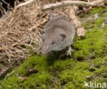 House Shrew (Crocidura russula)