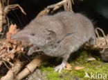 Huisspitsmuis (Crocidura russula)