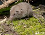 Huisspitsmuis (Crocidura russula)