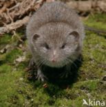 House Shrew (Crocidura russula)