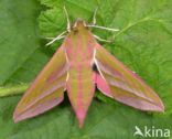 Elephant Hawk-moth (Deilephila elpenor)