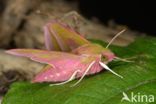 Elephant Hawk-moth (Deilephila elpenor)
