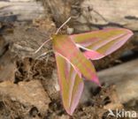 Elephant Hawk-moth (Deilephila elpenor)