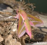 Elephant Hawk-moth (Deilephila elpenor)