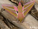 Elephant Hawk-moth (Deilephila elpenor)