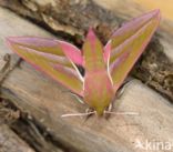 Elephant Hawk-moth (Deilephila elpenor)