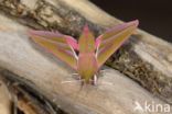 Elephant Hawk-moth (Deilephila elpenor)
