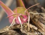 Elephant Hawk-moth (Deilephila elpenor)