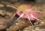 Elephant Hawk-moth (Deilephila elpenor)