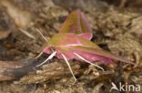 Elephant Hawk-moth (Deilephila elpenor)