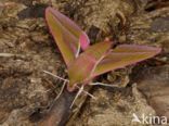 Groot avondrood (Deilephila elpenor)