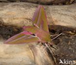 Elephant Hawk-moth (Deilephila elpenor)