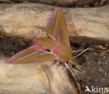 Groot avondrood (Deilephila elpenor)