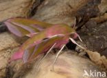 Elephant Hawk-moth (Deilephila elpenor)