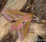Elephant Hawk-moth (Deilephila elpenor)