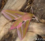 Groot avondrood (Deilephila elpenor)