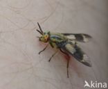 twin-lobed deerfly (Chrysops relictus)