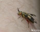 twin-lobed deerfly (Chrysops relictus)