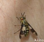 twin-lobed deerfly (Chrysops relictus)