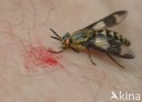 twin-lobed deerfly (Chrysops relictus)