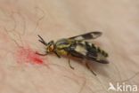 twin-lobed deerfly (Chrysops relictus)