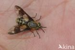 twin-lobed deerfly (Chrysops relictus)