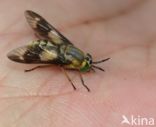 twin-lobed deerfly (Chrysops relictus)