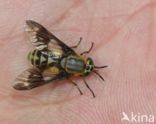 twin-lobed deerfly (Chrysops relictus)