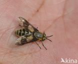 twin-lobed deerfly (Chrysops relictus)