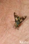 twin-lobed deerfly (Chrysops relictus)