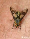 twin-lobed deerfly (Chrysops relictus)