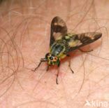 twin-lobed deerfly (Chrysops relictus)