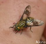 twin-lobed deerfly (Chrysops relictus)